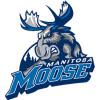 Manitoba Moose